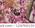 Plum blossoms and wild birds 124760130