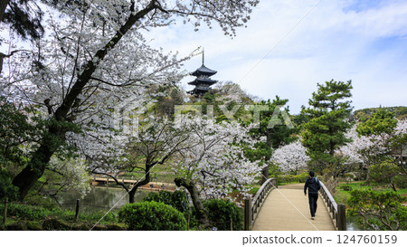 A three-story pagoda surrounded by spring cherry blossoms 124760159
