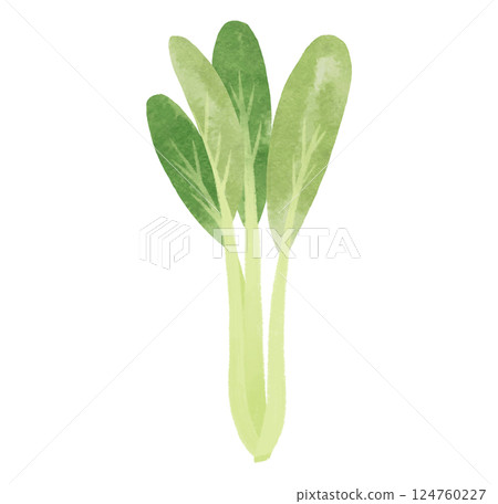Watercolor illustration of a single stalk of komatsuna Watercolor illustration of a single stalk of komatsuna 124760227