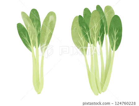 Watercolor illustration of komatsuna (one stalk and a bunch) Watercolor illustration of komatsuna (one stalk and a bunch) 124760228