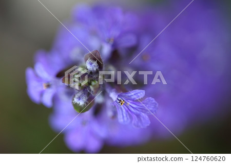 Jeunichtoe之花 Jeunichtoe之花 124760620