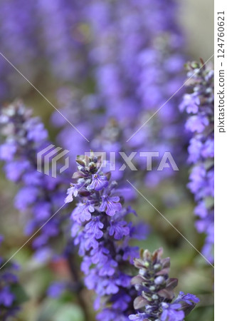 Jeunichtoe之花 Jeunichtoe之花 124760621