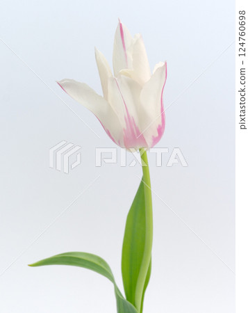 白色和粉紅色條紋鬱金香花[鬱金香] 124760698