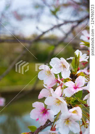櫻花的風景 124760723