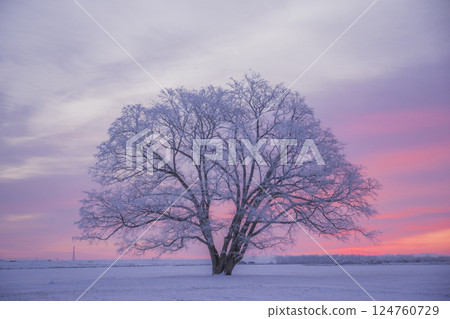 Winter in Hokkaido: Sunrise and lily of the valley 124760729