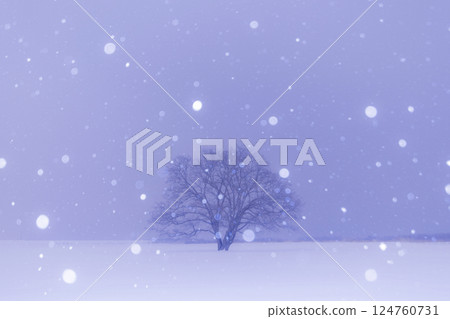 北海道的冬天：雪花和榆樹 124760731