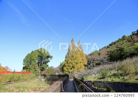 Refreshing Metasequoia tree yellow leaves 124760995