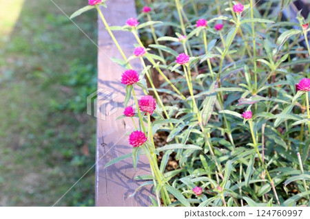 Cute globe amaranth flowers 124760997
