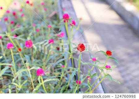 Cute globe amaranth flowers Cute globe amaranth flowers 124760998