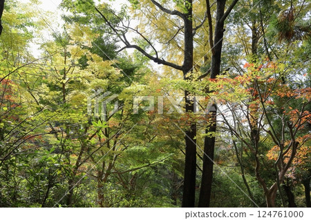 Acer palmatum leaves Acer palmatum leaves 124761000