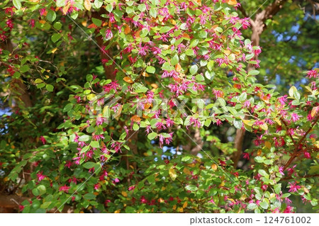 可愛的紅色金縷梅花 124761002