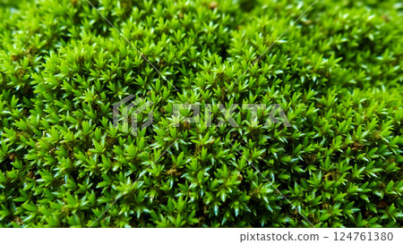 Wet green moss on the rocks 124761380