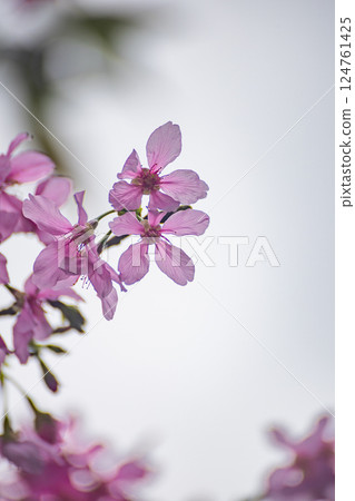 春暖花開,櫻花之美 春暖花開,櫻花之美 124761425