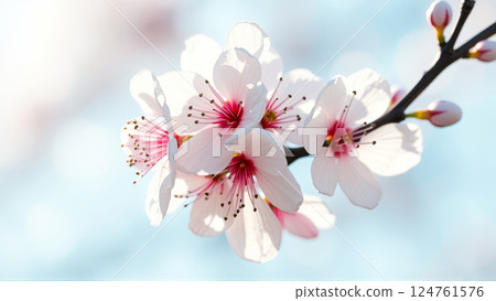 Flowers on an apple tree in spring 124761576