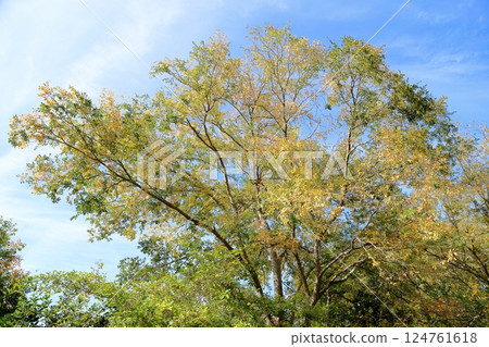 Refreshing color of autumn elm leaves 124761618