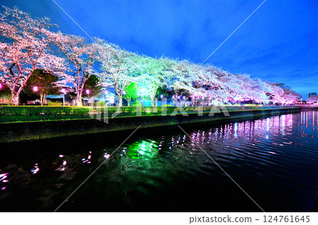 Illuminated cherry blossoms at night 124761645
