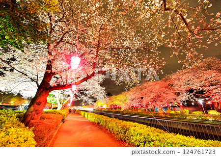 夜晚的櫻花被燈光照亮 夜晚的櫻花被燈光照亮 124761723