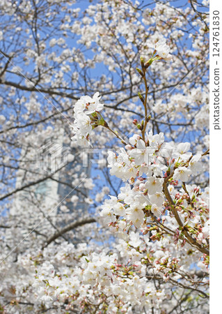 Yokohama Minato Mirai 21 and cherry blossoms 124761830