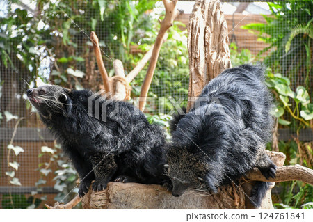 熊狸 熊狸 124761841