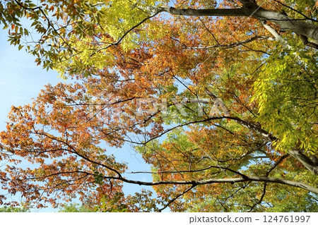 Refreshing colored zelkova leaves 124761997