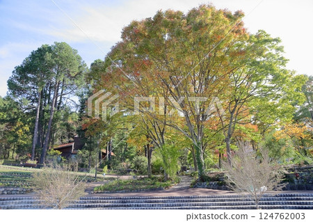 清新亮麗、色彩繽紛的櫸樹 清新亮麗、色彩繽紛的櫸樹 124762003