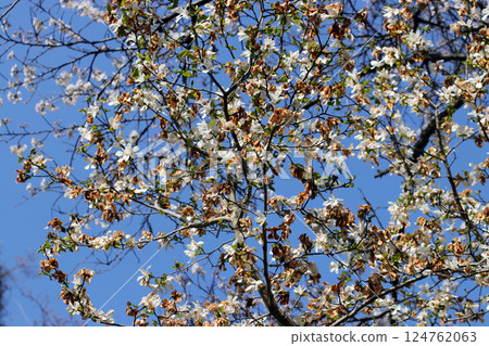 A beautiful image of the white blossoms of a magnolia tree against the clear blue sky in spring, creating a beautiful contrast between the blossoms and the beige decaying flowers. 124762063