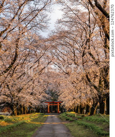 Somei-yoshino cherry blossoms in full bloom and the torii gate of Higashifukida Tenmangu Shrine Somei-yoshino cherry blossoms in full bloom and the torii gate of Higashifukida Tenmangu Shrine 124762370