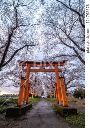 Somei-yoshino cherry blossoms in full bloom and the torii gate of Higashifukida Tenmangu Shrine Somei-yoshino cherry blossoms in full bloom and the torii gate of Higashifukida Tenmangu Shrine 124762378