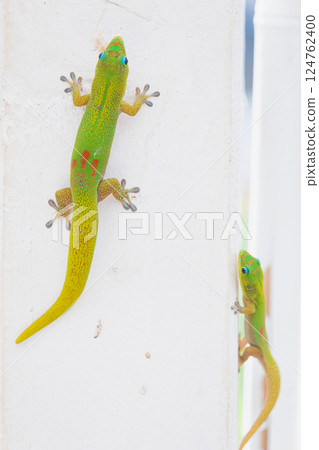 Gecko climbing a wall 124762400