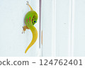 壁虎爬牆 124762401