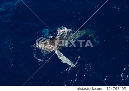 鯨魚躍出海面 鯨魚躍出海面 124762405