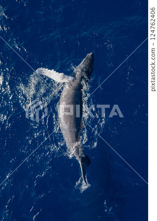 Whales breaching in the ocean Whales breaching in the ocean 124762406