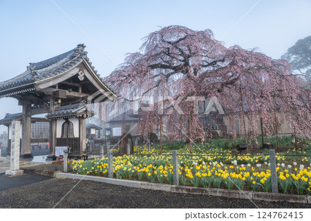霧濛濛的早晨,茨城縣水戶市安國寺的垂枝櫻花 霧濛濛的早晨,茨城縣水戶市安國寺的垂枝櫻花 124762415