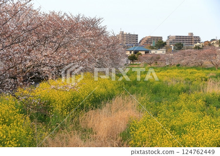 Cherry blossoms and rape blossoms (Kokubugawa, Matsudo City, Chiba Prefecture) Cherry blossoms and rape blossoms (Kokubugawa, Matsudo City, Chiba Prefecture) 124762449