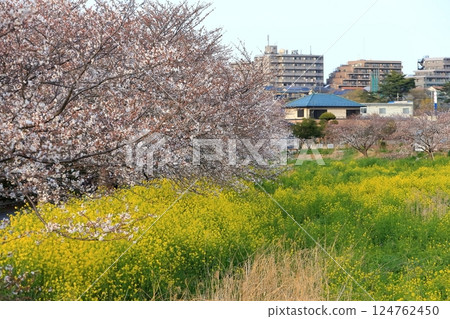 Cherry blossoms and rape blossoms (Kokubugawa, Matsudo City, Chiba Prefecture) Cherry blossoms and rape blossoms (Kokubugawa, Matsudo City, Chiba Prefecture) 124762450