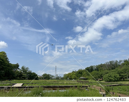 This is Kitayama Park, a park in Higashimurayama City, Tokyo, and a Self-Defense Force aircraft flying in the blue sky. This is Kitayama Park, a park in Higashimurayama City, Tokyo, and a Self-Defense Force aircraft flying in the blue sky. 124762483
