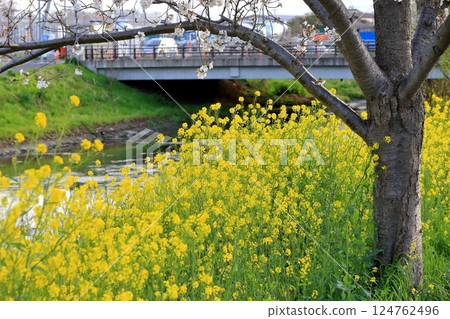 櫻花和油菜花（千葉縣松戶市國布川） 124762496