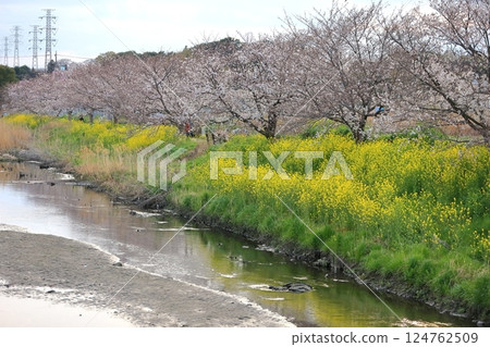 櫻花和油菜花(千葉縣松戶市國布川) 櫻花和油菜花(千葉縣松戶市國布川) 124762509