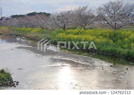 櫻花和油菜花(千葉縣松戶市國布川) 櫻花和油菜花(千葉縣松戶市國布川) 124762512
