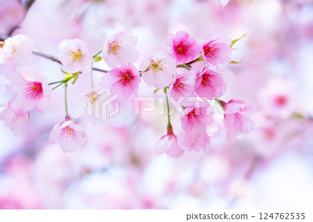 Newly bloomed cherry blossoms 124762535