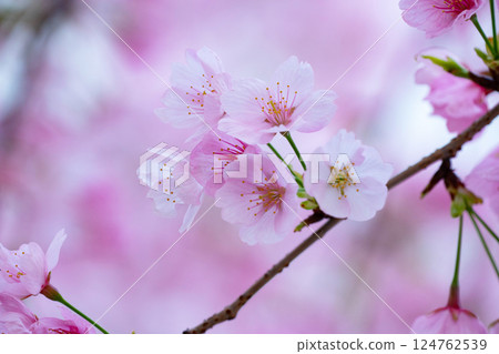 新開的櫻花 124762539