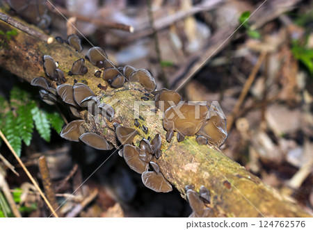 Edible wild brown Auricularia mushroom growing on a rotting branch in a dark forest in spring 124762576