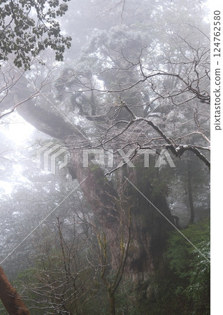 繩紋雪松 124762580