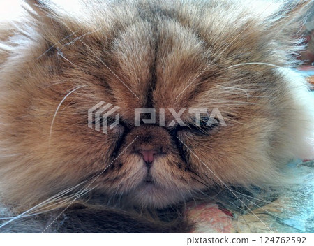 Close-up of a sleeping long-haired cat's face Close-up of a sleeping long-haired cat's face 124762592