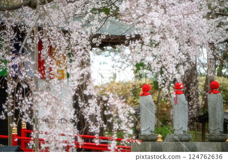茨城縣水戶市六地藏寺櫻花盛開 茨城縣水戶市六地藏寺櫻花盛開 124762636