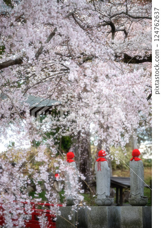 Rokujizoji Temple in Mito City, Ibaraki Prefecture, with cherry blossoms in full bloom 124762637