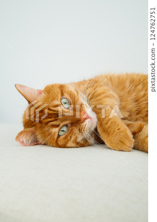 Adult orange cat lying on the sofa 124762751