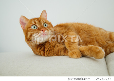 Adult orange cat lying on the sofa and looking up close up Adult orange cat lying on the sofa and looking up close up 124762752
