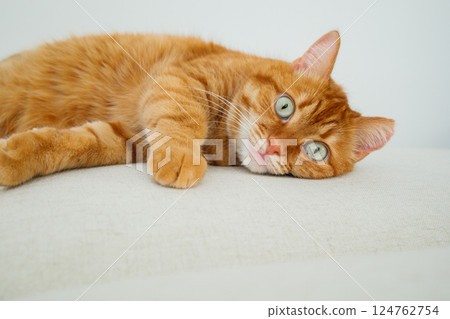 Adult orange cat lying on the sofa and looking at camera close up Adult orange cat lying on the sofa and looking at camera close up 124762754