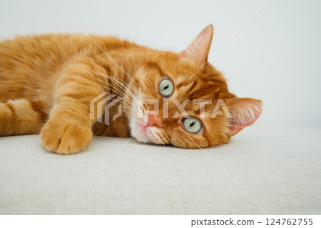Cute orange cat lying on the sofa close up Cute orange cat lying on the sofa close up 124762755